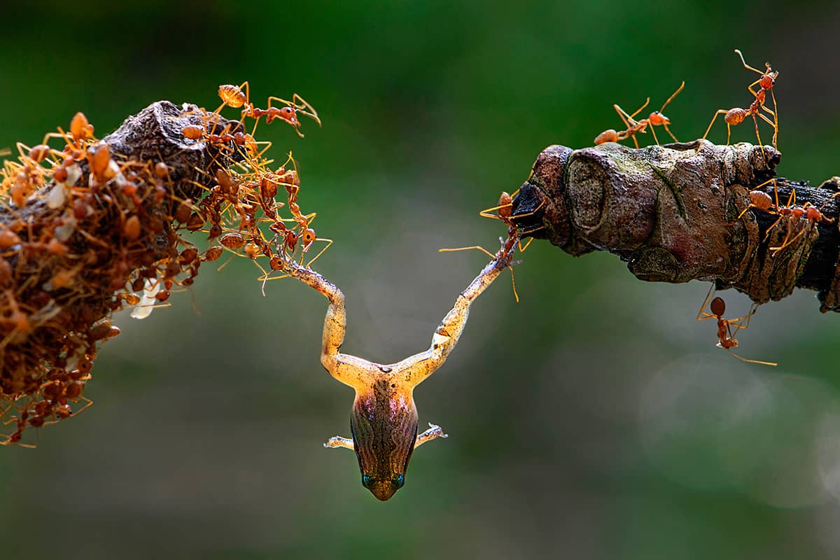 Unity WEB